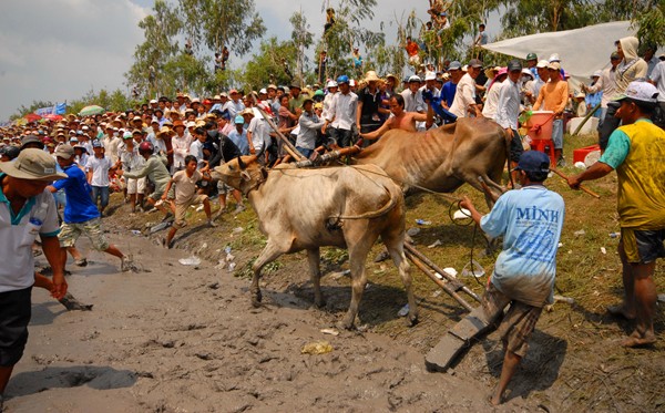 Tại sân đua chùa Thơm – mít xã Vĩnh Trung, (Tịnh Biên) đã diễn ra giải đua bò Bảy Núi lần thứ 20 - tranh Cúp Truyền hình An Giang năm 2011. Giải thu hút 64 đôi bò mạnh đến từ các địa phương thuộc 2 tỉnh An Giang và Kiên Giang tham gia.